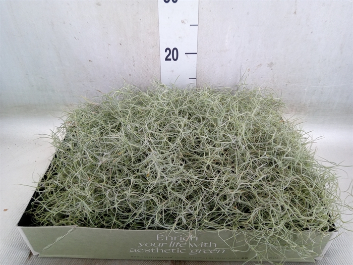 <h4>Tillandsia usneoides</h4>