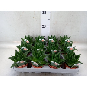 Aloe aristata 'Cosmo'