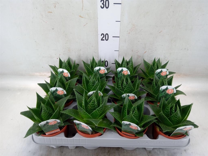 <h4>Aloe aristata 'Cosmo'</h4>