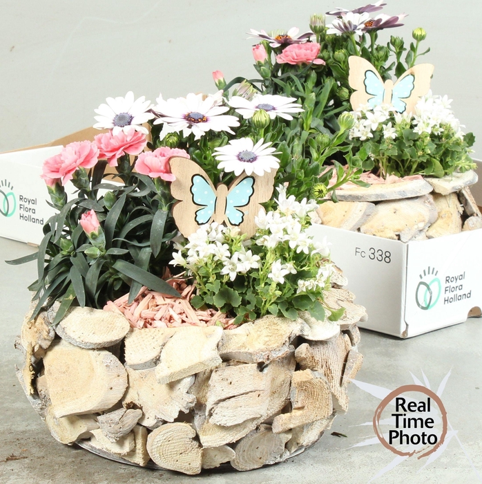 <h4>ARR TUINPLANTEN</h4>