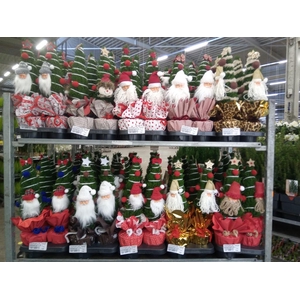 Chamaecyparis laws. 'Ellwoodii'