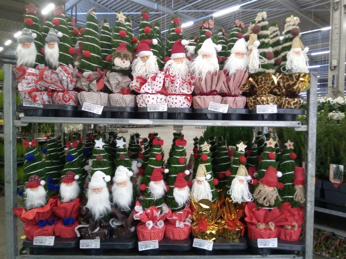 <h4>Chamaecyparis laws. 'Ellwoodii'</h4>