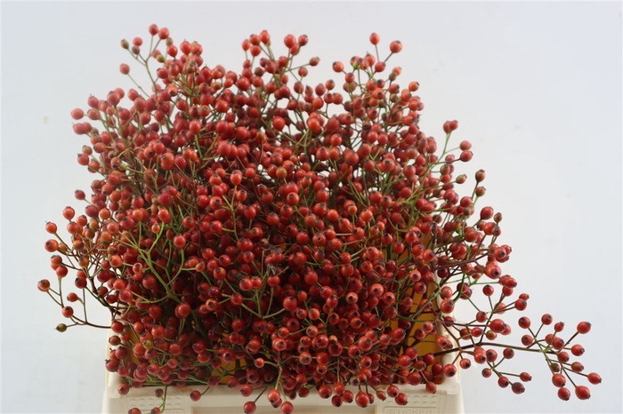 <h4>Rosa (rozebottel)</h4>