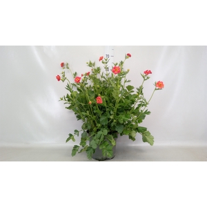 Geum chiloense 'Mrs Bradshaw'