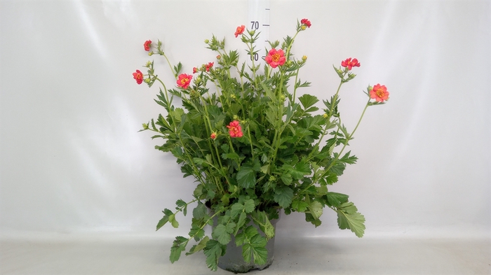 <h4>Geum chiloense 'Mrs Bradshaw'</h4>