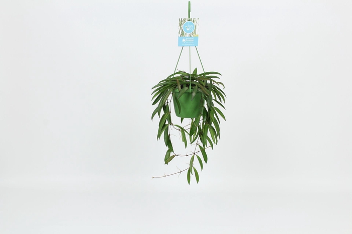 <h4>HangonGreen Hoya Wayetti 14 cm</h4>