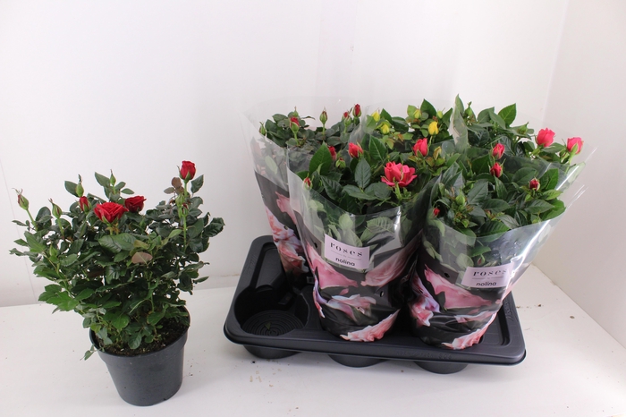 <h4>RO PALACE GEM 3 SRT</h4>