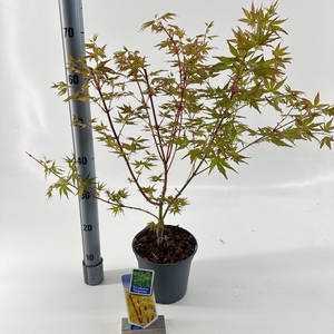 Acer palmatum Sangokaku