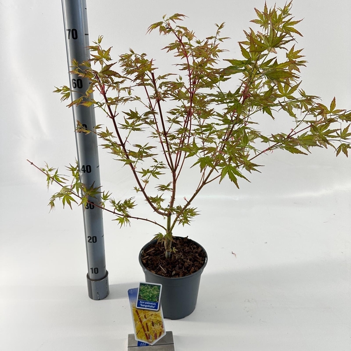 Acer palmatum Sangokaku