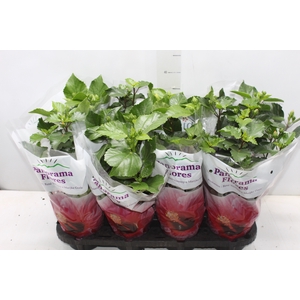 HIBISQS P15