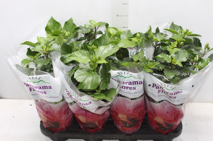 <h4>HIBISQS P15</h4>