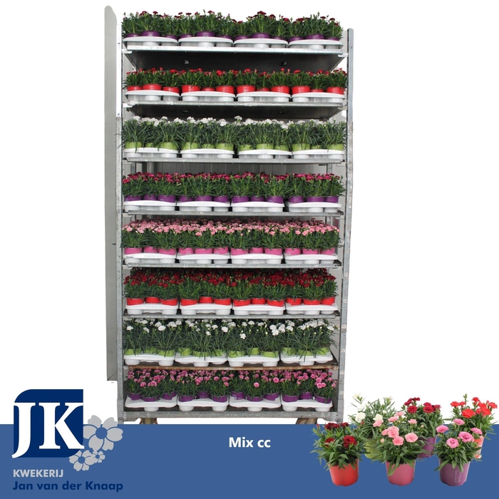 <h4>Dianthus P12 mix kar TST</h4>