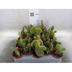 Opuntia