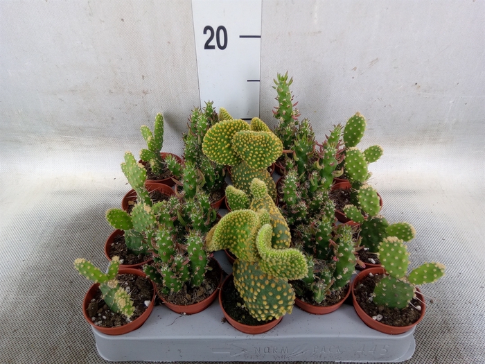 <h4>Opuntia</h4>