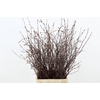 BETULA BS NATURAL+VRUCHT