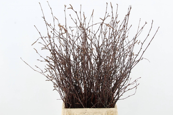 BETULA BS NATURAL+VRUCHT