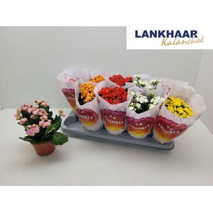 KAL GE PERF GEM 5 KL