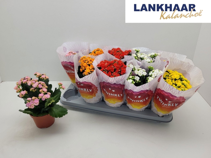 <h4>KAL GE PERF GEM 5 KL</h4>