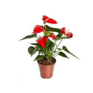 ANTHURIUM ESUDO P12