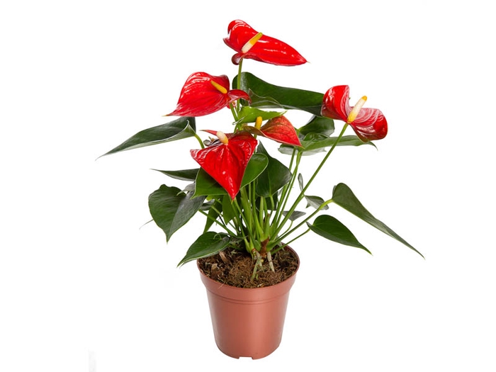 <h4>ANTHURIUM ESUDO P12</h4>