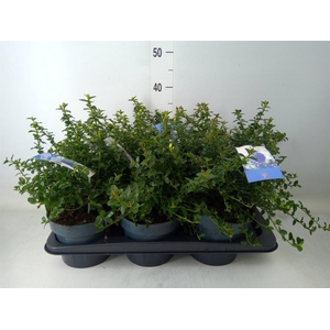 Ceanothus thyrsiflorus var. repens