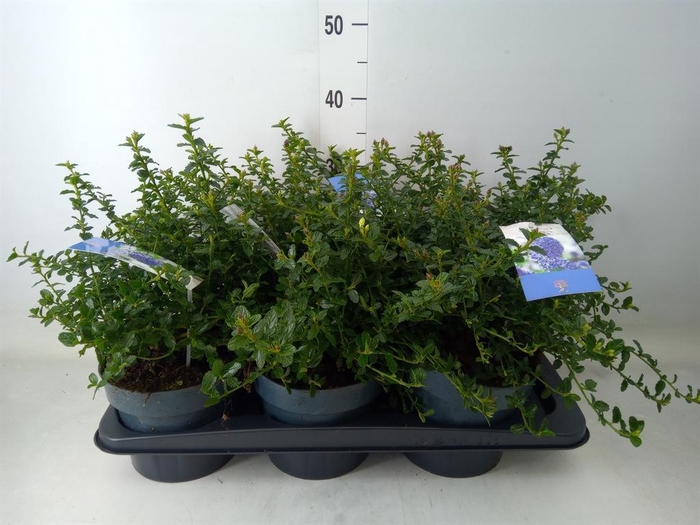 <h4>Ceanothus thyrsiflorus var. repens</h4>