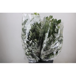 Pittosp Ralphi Leaves 200gr P Bunch
