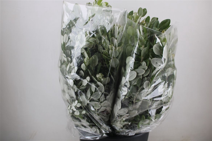 <h4>Pittosp Ralphi Leaves 200gr P Bunch</h4>