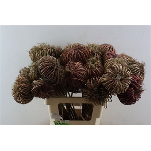 Dille Zaadscherm 60cm Red P Stem