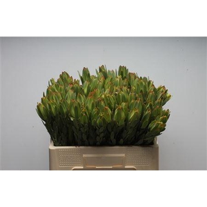 LEUCAD PROCERUM