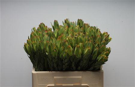 <h4>Leucad Procerum</h4>