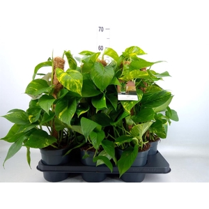 Epipremnum pinn.   ...moss stick