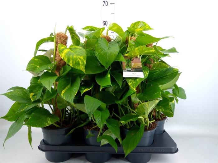 <h4>Epipremnum pinn.   ...moss stick</h4>