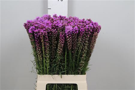 <h4>Liatris Spicata</h4>