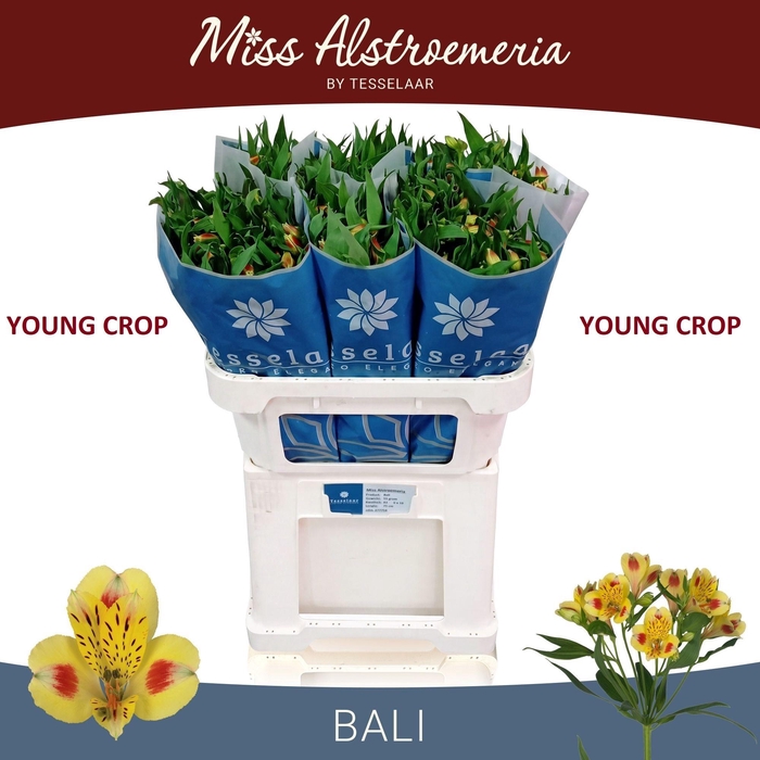 <h4>ALSTR BALI</h4>