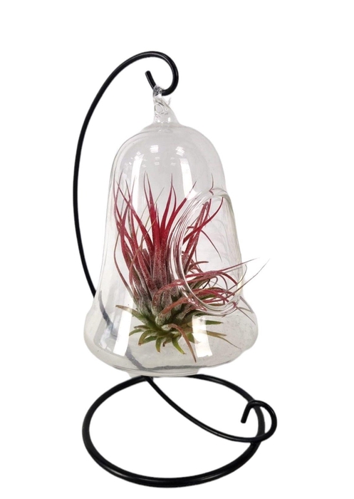 <h4>Tillandsia Christmasclock hanger mix</h4>