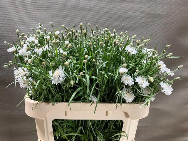 <h4>Centaurea cyanus white</h4>