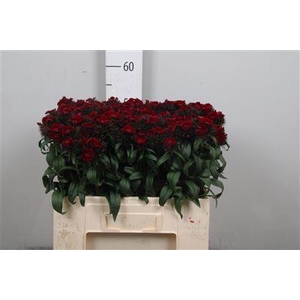 Di Barb B Diep Rood