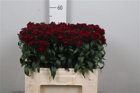 <h4>Di Barb B Diep Rood</h4>