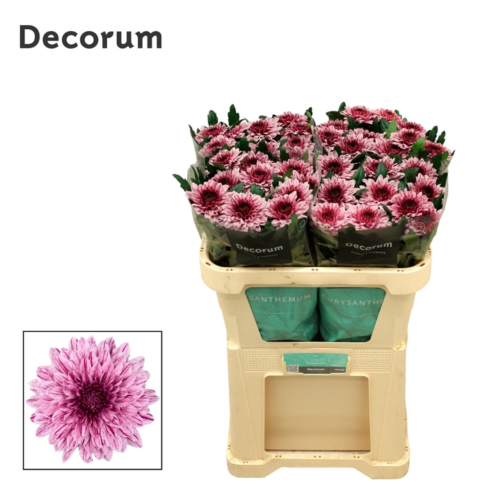 <h4>Chrysanten Chr G Pip</h4>