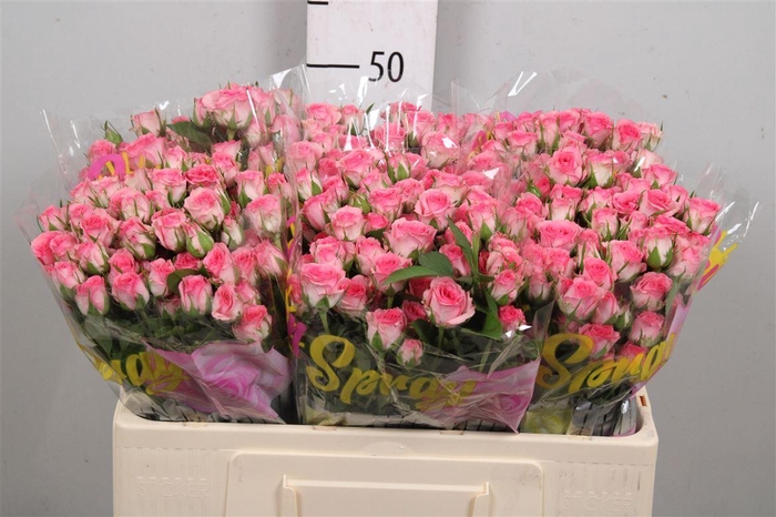 <h4>R Tr Tralala</h4>