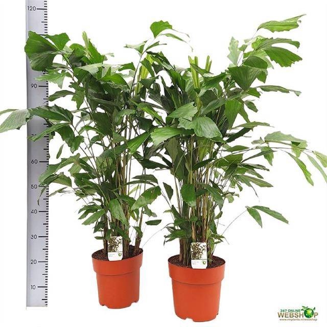 <h4>CARYOTA MITIS</h4>