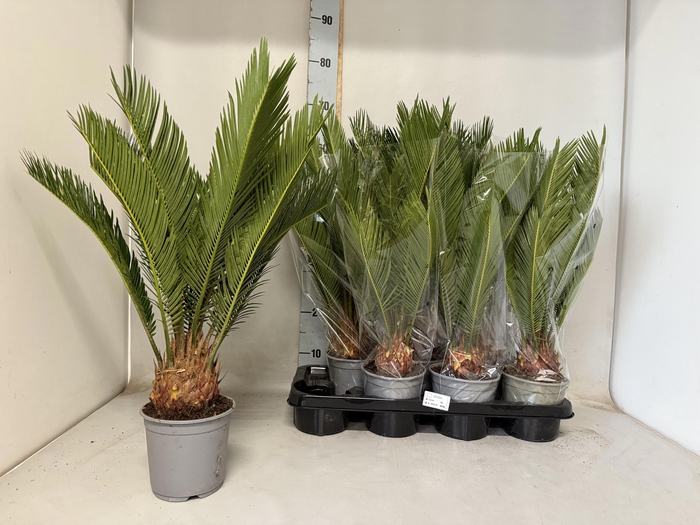 <h4>CYCAS REVOLUTA</h4>