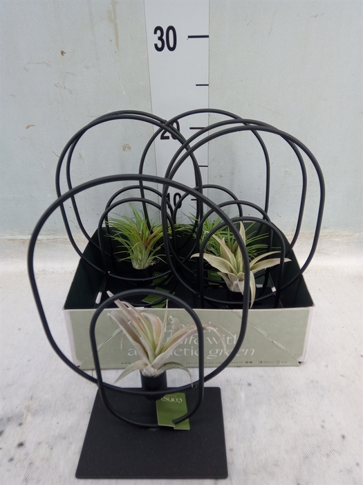 <h4>Arr.  Tillandsia L%</h4>