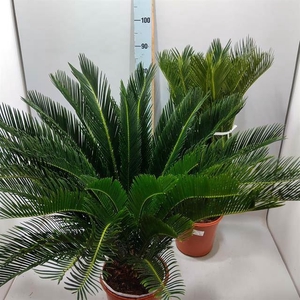 Cycas revoluta