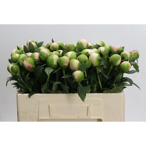 Paeonia Colonel Owen Cousins