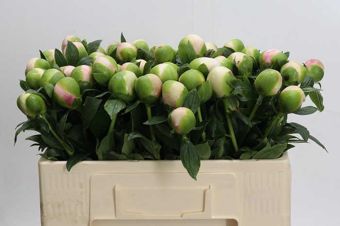 Paeonia Colonel Owen Cousins