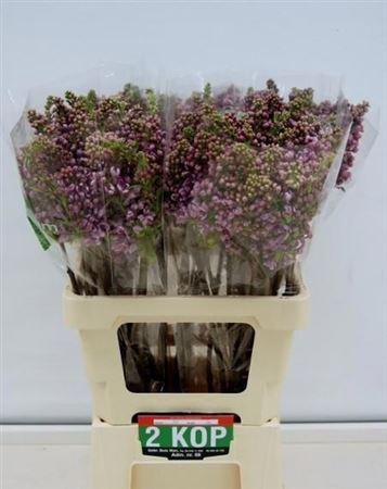 <h4>Syr V R V Horstenst</h4>