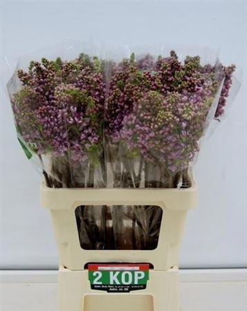 <h4>Syr V R V Horstenstein</h4>