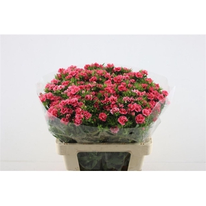 Di Barb Doblino Salmon